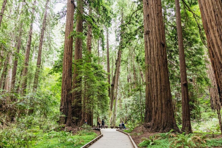 San Francisco: Muir Woods & Sausalito Tour with Ferry Option - Who This Tour Fits Best (and Who Should Skip It)