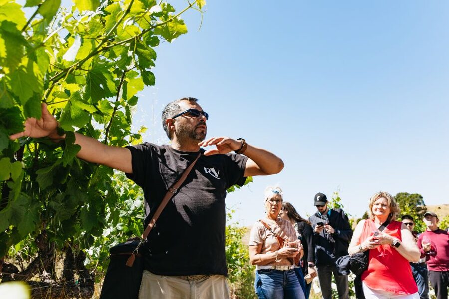 San Francisco: Napa and Sonoma Valley Wine Tour - Who this tour is best for (and who might want a different plan)