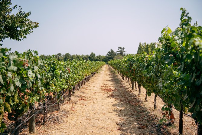 San Francisco Super Saver: Muir Woods & Wine Country w/ optional Gourmet Lunch - Mayo Family Winery: A Friendly Sonoma Tasting Stop
