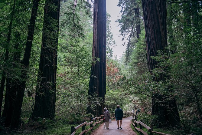 San Francisco Super Saver: Muir Woods & Wine Country w/ optional Gourmet Lunch - Jacuzzi Family Vineyards Finale With Olive Oil Tasting
