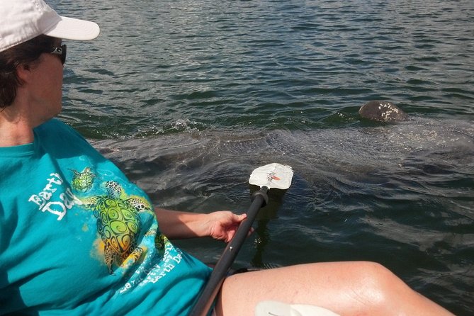 Sarasota Guided Mangrove Tunnel Kayak Tour - Key Things That Make This Sarasota Mangrove Kayak Tour Worth Your Time