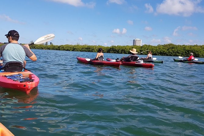 Sarasota Guided Mangrove Tunnel Kayak Tour - Why Lido Key Mangroves Feel Different From Regular Sightseeing