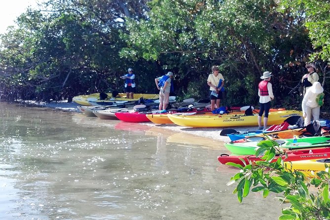 Sarasota Guided Mangrove Tunnel Kayak Tour - Paddling Comfort: Gear, Pace, and What to Bring