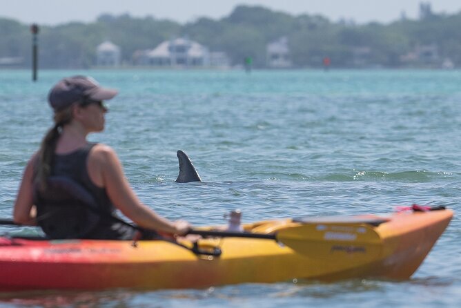 Sarasota Mangrove Tunnel Guided Kayak Adventure - Price and value: what $65 buys you in real time