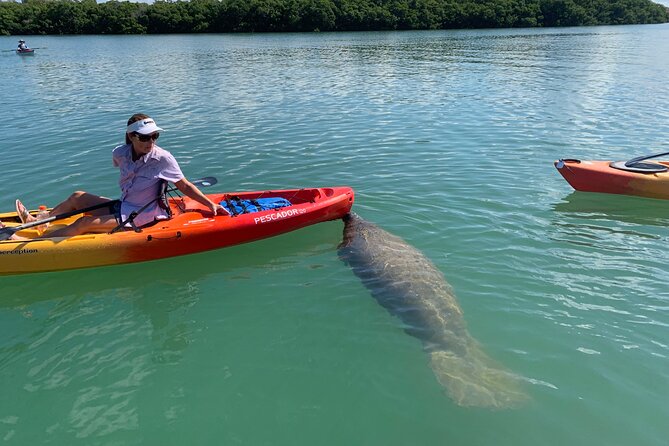 Sarasota Mangrove Tunnel Guided Kayak Adventure - Who this kayaking trip suits best