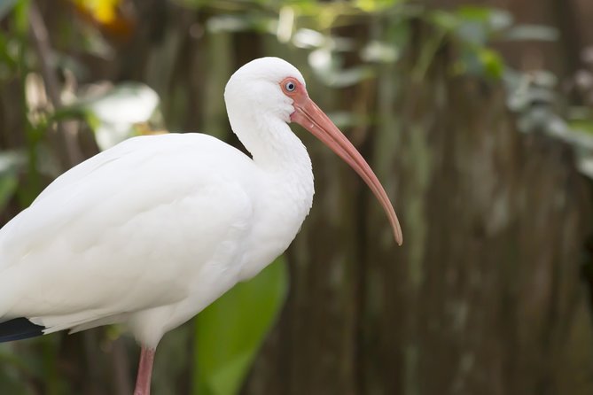 Savannah to Tybee Island with Dolphin Cruise - Key highlights worth knowing