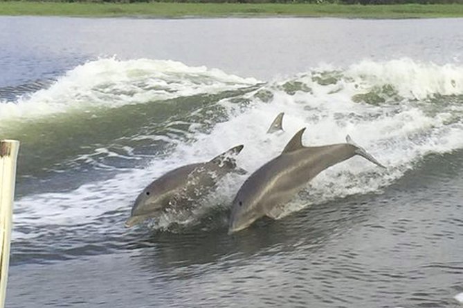 Savannah to Tybee Island with Dolphin Cruise - Weather and water conditions: the real-life factor you should plan for