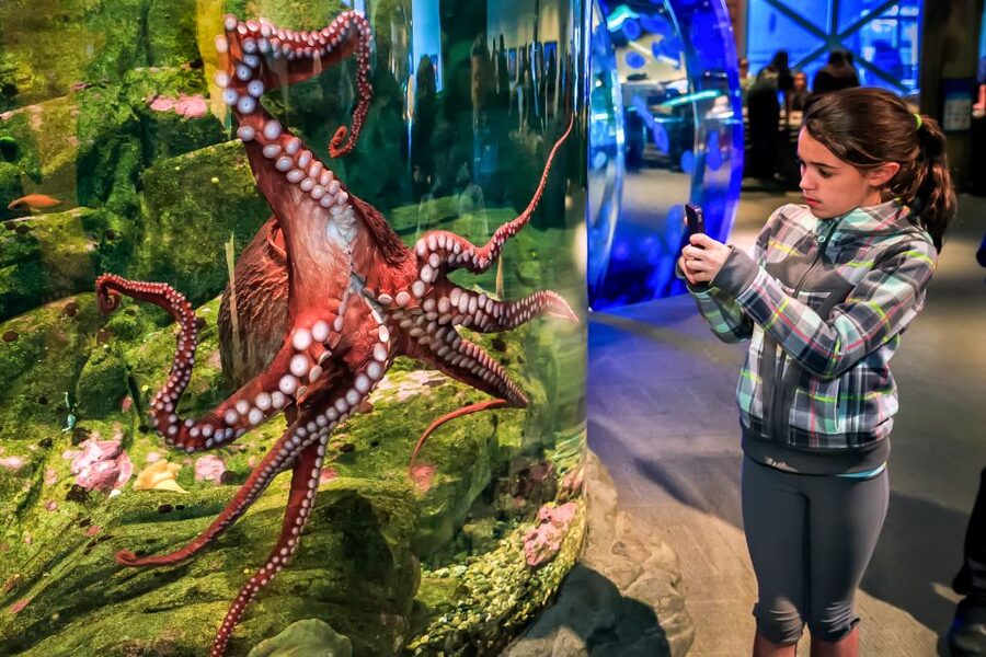 Seattle CityPASS®: Save up to 46% at 5 Top Attractions - Price and value check, when $129 makes sense
