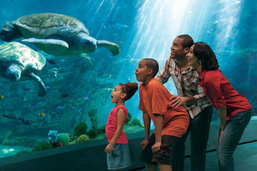 SeaWorld Orlando: Park Admission Ticket - SeaWorld Orlando Ticket Review: Coasters and Animal Encounters in One Day