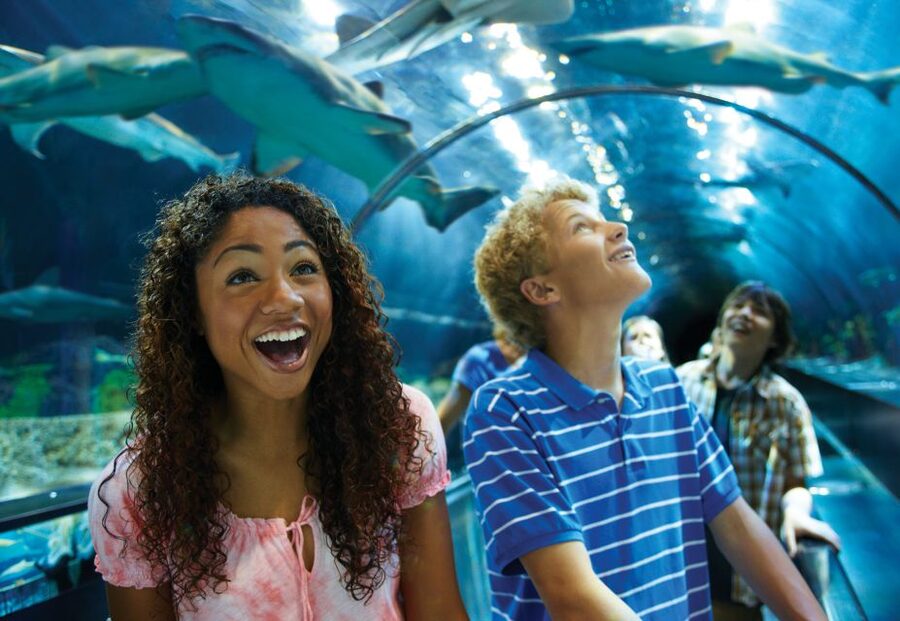 SeaWorld Orlando: Park Admission Ticket - Your One-Day Plan: How to Build a Smooth Day
