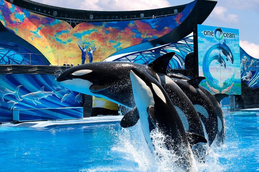 SeaWorld Orlando: Park Admission Ticket - Shows and Habitats: Dolphins, Sea Turtles, Sharks, Rays, and Orcas