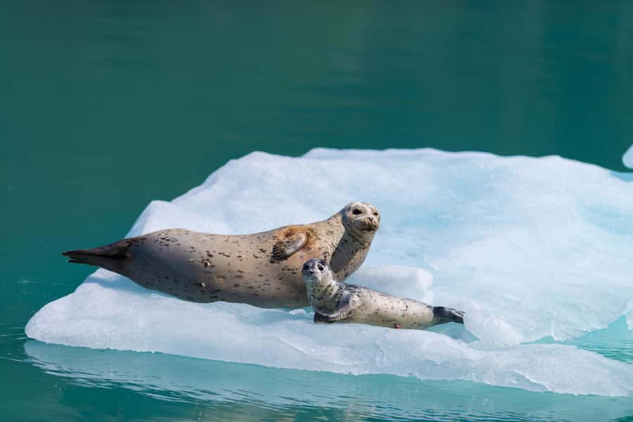 Seward: Kenai Fjords National Park Catamaran Cruise w/Lunch - Why a Kenai Fjords catamaran is worth your 6 hours