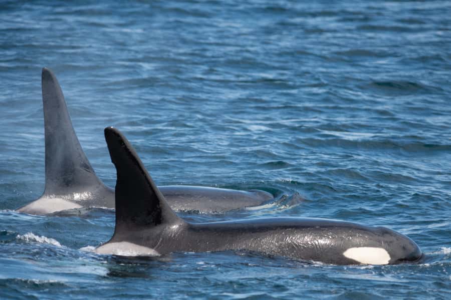 Seward: Kenai Fjords National Park Catamaran Cruise w/Lunch - Lunch on board: deli sandwiches that do the job