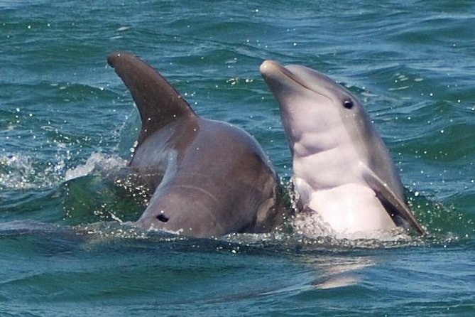 Shark and Wildlife Viewing Adventure in Key West - Key Things to Know Before You Go