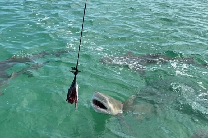 Shark and Wildlife Viewing Adventure in Key West - How the shark feeding works, and which species you might see