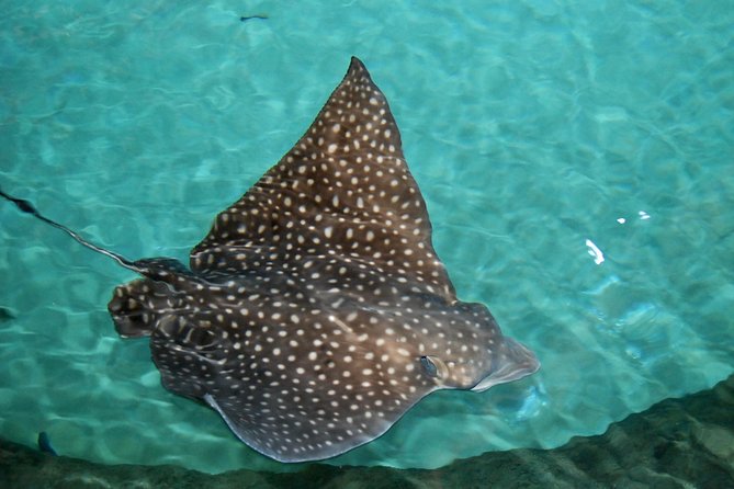 Shark and Wildlife Viewing Adventure in Key West - Comfort, safety, and smart ways to get great photos