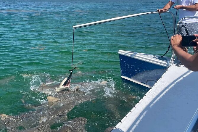 Shark and Wildlife Viewing Adventure in Key West - Price and value: why $99 can make sense here