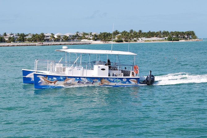 Shark and Wildlife Viewing Adventure in Key West - Weather reality in Key West, and what it changes on the day