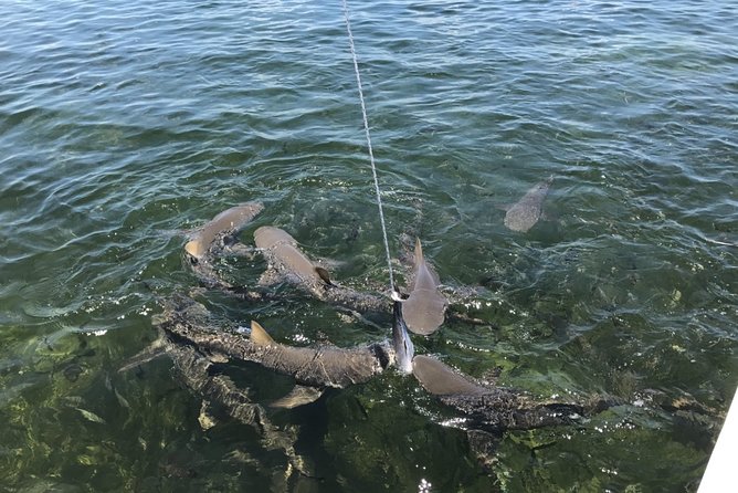Shark and Wildlife Viewing Adventure in Key West - Mangroves and shallow water: where the wildlife hunt starts