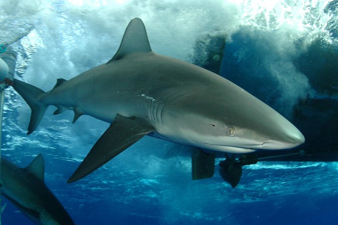 Shark Cage Diving on Oahu’s North Shore - Key things I’d plan around before you go