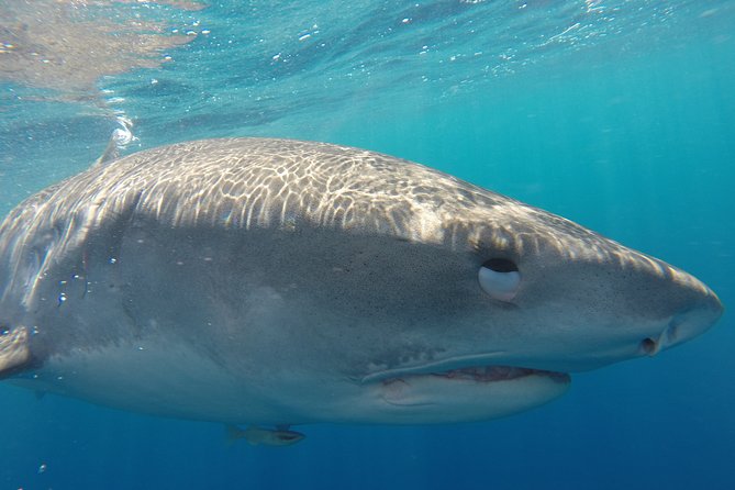 Shark Cage Diving on Oahu’s North Shore - Why the North Shore shark habitat feels more real than a tank