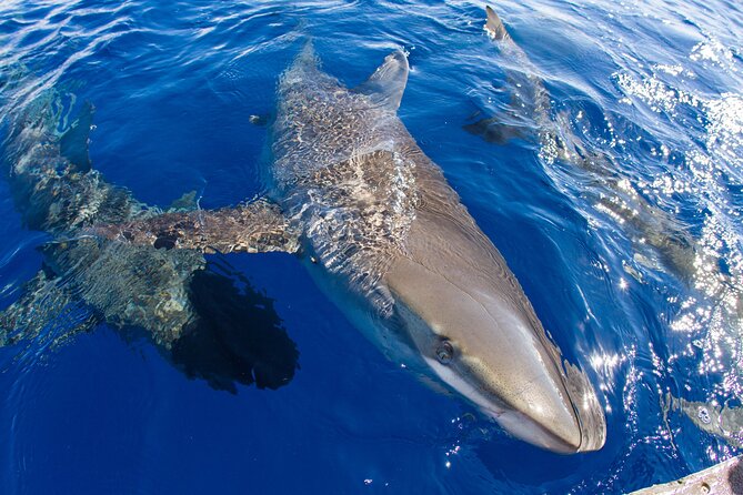 Shark Cage Diving on Oahu’s North Shore - Observer ticket: how to join the day without getting into the water