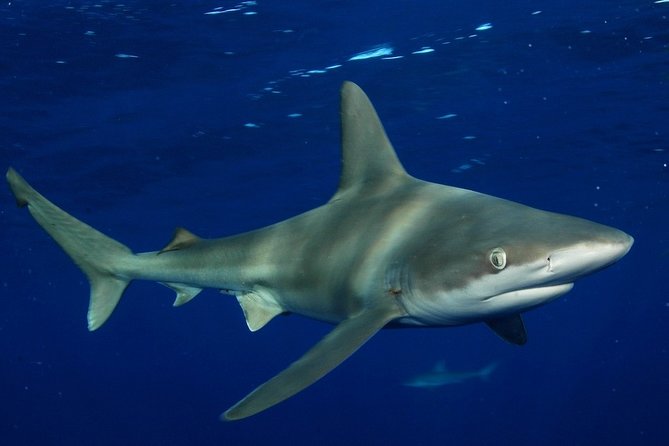 Shark Cage Diving on Oahu’s North Shore - Price and value: $100 per person for safety, gear, and real wildlife time