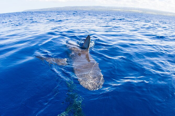 Shark Cage Diving on Oahu’s North Shore - Hale’iwa Boat Harbor is where the day starts, and where you feel the tone
