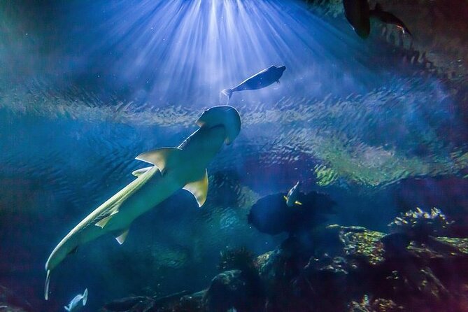 Shark Reef at Mandalay Bay Hotel and Casino - Shark Reef at Mandalay Bay: A Vegas Strip Aquarium That Actually Feels Like Aquatic Time