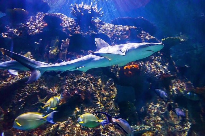 Shark Reef at Mandalay Bay Hotel and Casino - Touchpool and Interactive Saltwater Fun at the 2,500-Gallon Exhibit