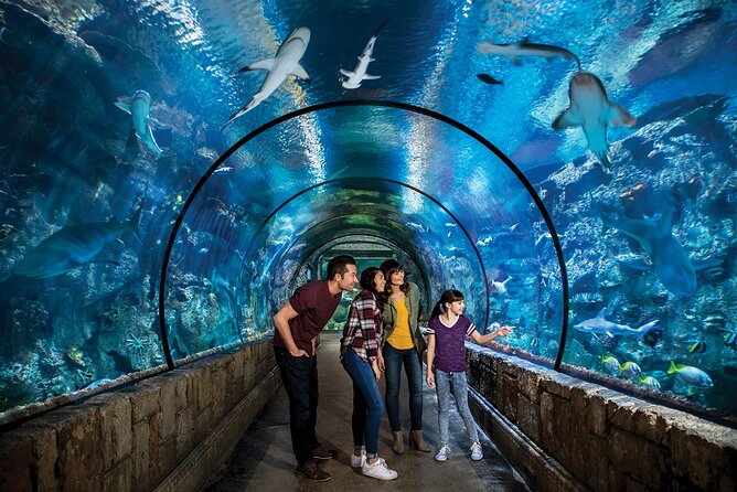 Shark Reef at Mandalay Bay Hotel and Casino - Undersea Explorer VR Theater: Included 360º 3-D That Adds the Extra Punch