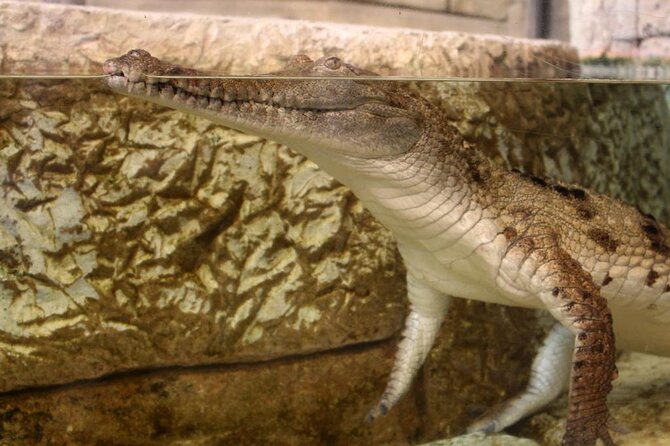 Shark Reef at Mandalay Bay Hotel and Casino - Who Should Book Shark Reef, and Who Might Not Love It