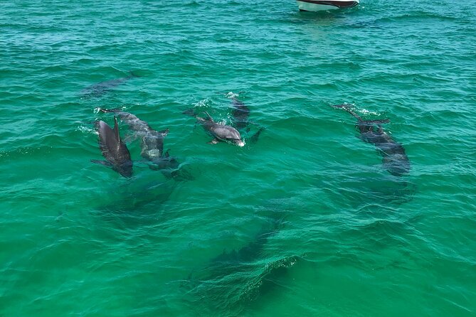 Shell Island Snorkel and Dolphin Catamaran Cruise with Island Time - Snorkeling at St. Andrews Bay: what to expect from the water time
