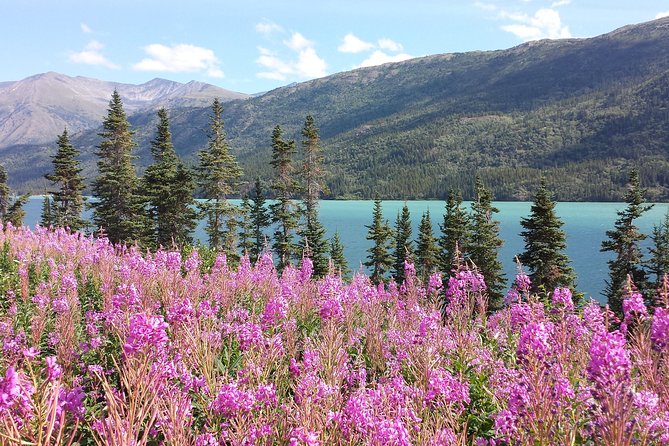 Skagway Shore Excursion: Half-Day Tour to the Yukon Border and Suspension Bridge - Key moments that make this tour worth your attention