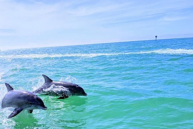 Small Group 2 Hour Dolphin Cruise with Snorkeling to Shell Key - What to bring so you can enjoy the whole 2 hours