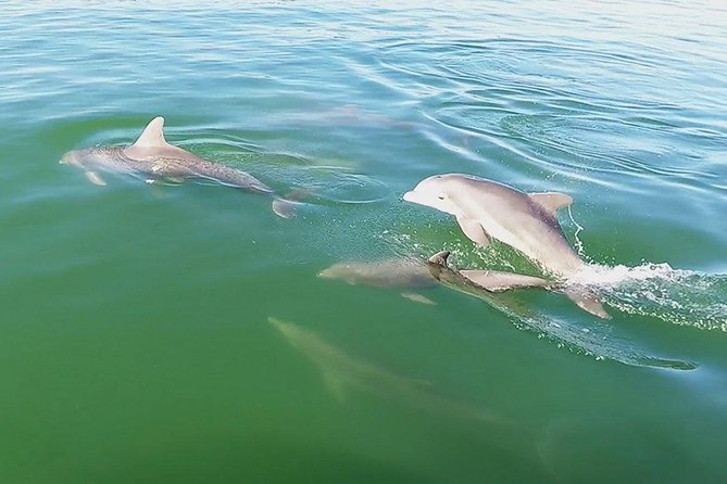 Small Group 2 Hour Dolphin Cruise with Snorkeling to Shell Key - Who this tour is best for