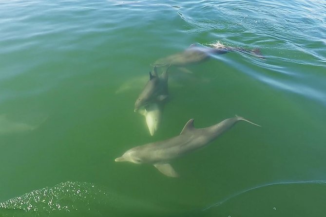 Small Group 2 Hour Dolphin Cruise with Snorkeling to Shell Key - Price and value, $75 for a guided wildlife cruise plus Shell Key