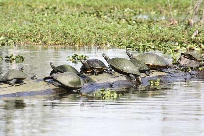 Small-Group Airboat Swamp Tour with Downtown New Orleans Pickup - Who should book, and who should skip this airboat swamp tour