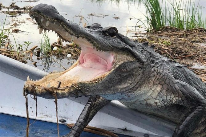 Small-Group Airboat Swamp Tour with Downtown New Orleans Pickup - Wildlife and photo stops: gators, birds, and what you are actually looking for