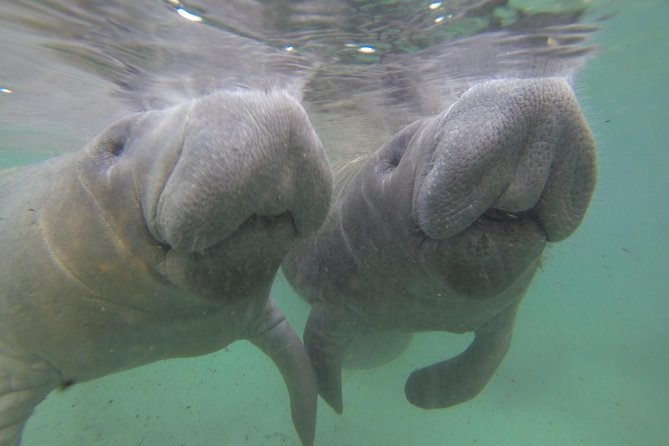 Small group Manatee Tour with In-Water Divemaster/Photographer - Value for $98.50: what you’re paying for, beyond the swim