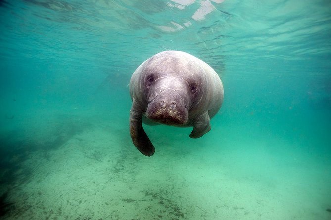 Small group Manatee Tour with In-Water Divemaster/Photographer - Passive observation rules you can actually follow