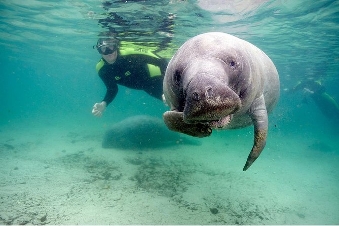 Small group Manatee Tour with In-Water Divemaster/Photographer - 3 hours in the water: a practical flow of your day