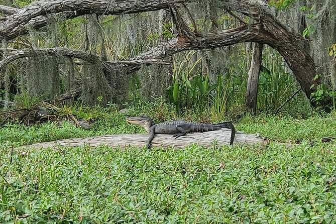 Small-Group Manchac Swamp Kayak Tour - Value: What You Get for Your Time