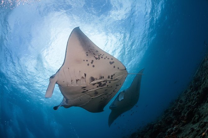 Snorkel with Manta Rays Guaranteed - Manta Ray Village, but make it a glowing snorkel setup
