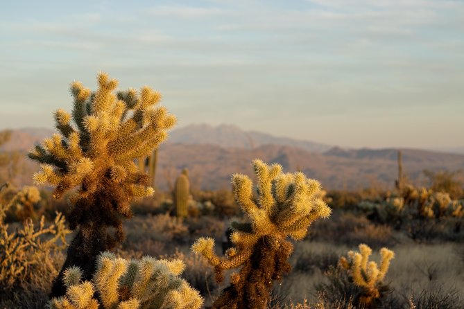 Sonoran Desert Jeep Tour - Scottsdale to the Sonoran Desert: what you’re really buying for $195