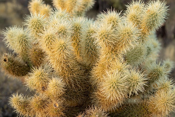 Sonoran Desert Jeep Tour - Pinnacle Peak Park: granite views plus the cactus field guide moment