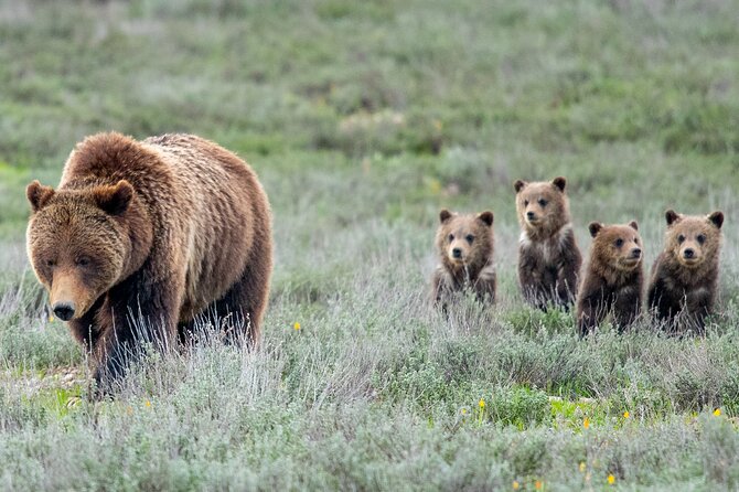 Sunrise 4-Hour Grand Teton Wildlife Adventure - How the Tour Uses Jackson Hole Backroads to Beat the Crowd Factor