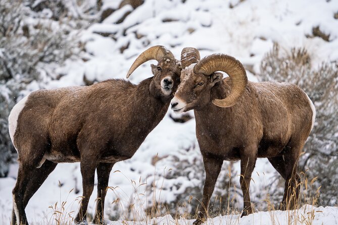 Sunrise 4-Hour Grand Teton Wildlife Adventure - Who This Tour Fits Best in Jackson Hole