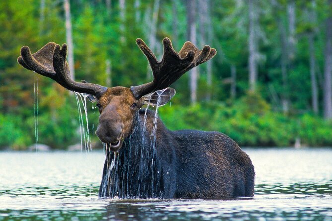Sunset 4-Hour Grand Teton Wildlife Adventure - Key things that make this Grand Teton sunset wildlife tour different