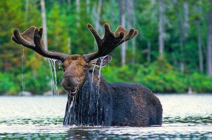 Sunset 4-Hour Grand Teton Wildlife Adventure - A realistic walk through the 4 hours in Grand Teton
